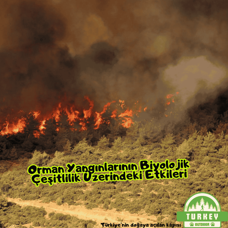 Orman Yangınlarının Biyolojik Çeşitlilik Üzerindeki Etkileri
