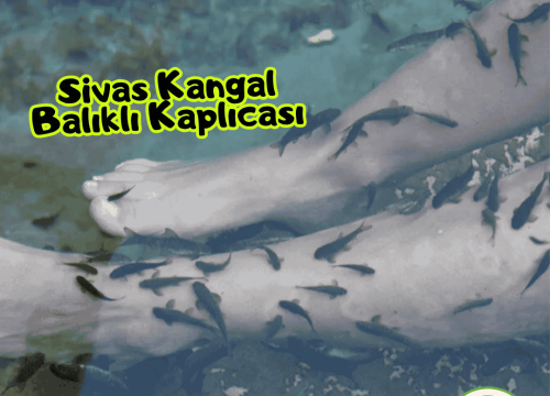 Sivas Kangal Balıklı Kaplıcası Tanıtımı