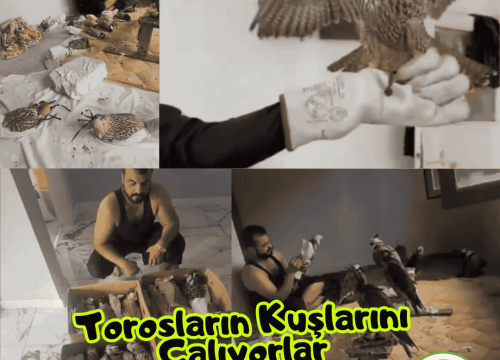 Torosların Kuşlarını Çalıyorlar