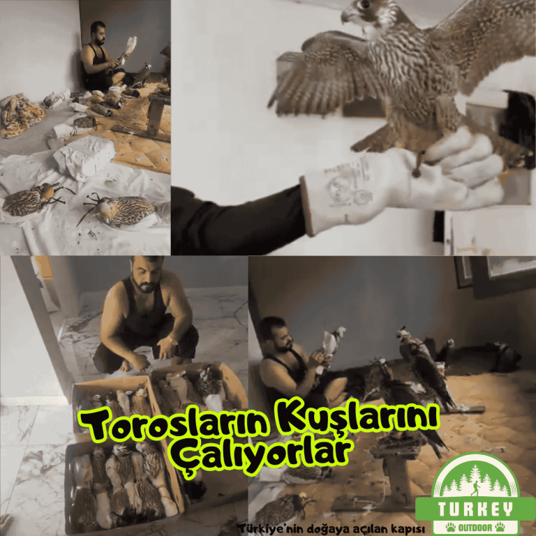 Torosların Kuşlarını Çalıyorlar